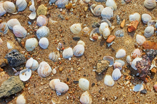 Preview: shells on the beach sand