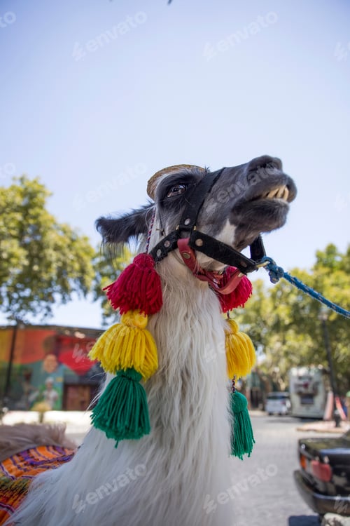 Preview: Decorated llama on the street