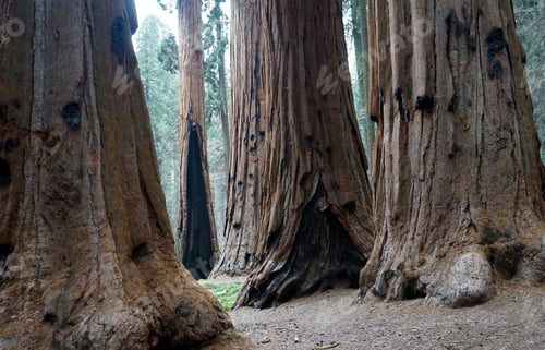 Preview: Huge tree trunks in Sequoia National Park, California, USA.