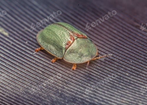 Preview: Macro shot of a thistle tortoise beetle on a striped leaf surface