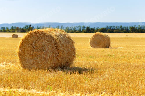 Preview: Golden hay bales in countryside
