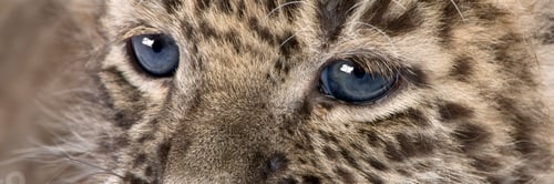 Preview: close-up on a Persian leopard Cub (6 weeks)