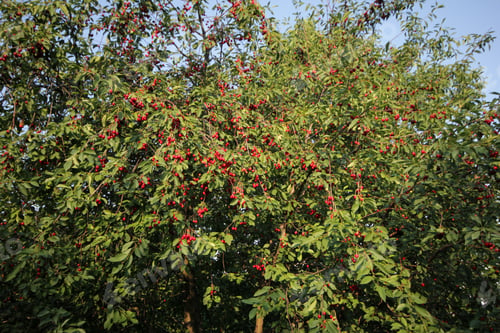 Preview: cherries on a cherry tree