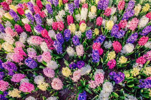 Preview: Group of beautiful multicolored hyacinths.