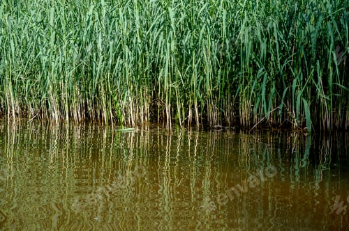 Preview: Beautiful lake surrounded by green plants in spring