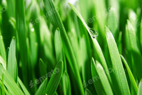 Preview: Fresh green grass close up, selective focus