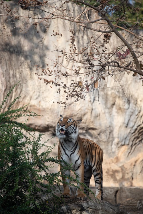 Preview: tiger wildlife mammal predator, wild carnivore animal, bengal tiger showing in zoo