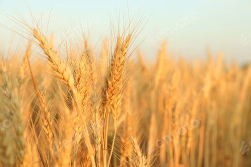 Preview: Golden wheat ears growing in field, closeup