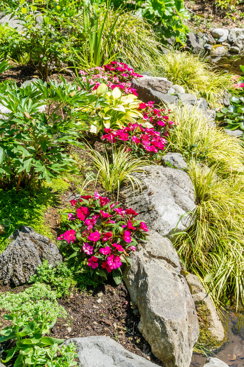 Preview: Flowers Near Rocka In A Garden In Seatac, Washington.