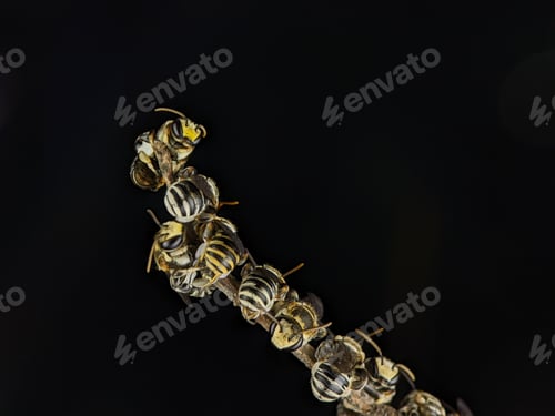 Preview: A group of Lipotriches (sweat bees) resting on a tree branch
