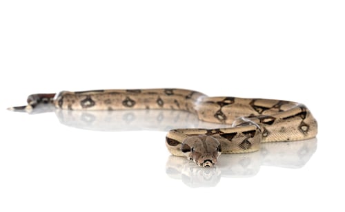 Preview: Boa imperator in studio
