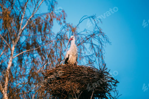 Preview: Adult European White Stork Standing In Nest Near Bare Spring Bir