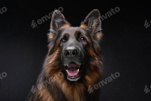 Preview: Beautiful belgian guard dog with dark brown fur