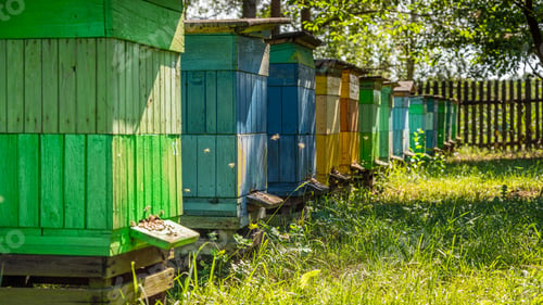 Preview: Handmade beehives in summer sunny day, Europe