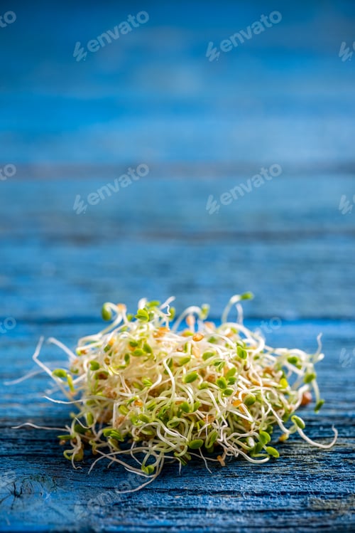 Preview: Sprouted red clover seeds