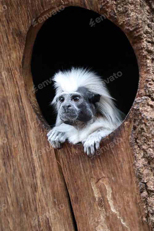 Preview: Saguinus oedipus