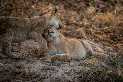 Preview: Two Lion cubs playing in the sand.