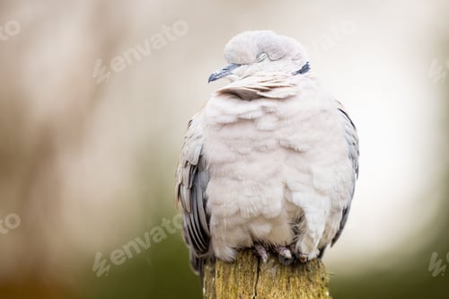 Preview: Closeup of a sleeping Eurasian collared dove perched on a wooden post. Streptopelia decaocto.