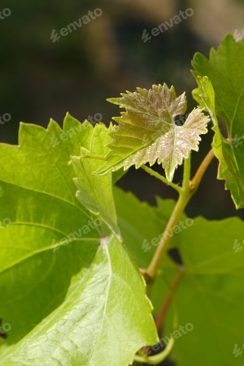Preview: Green fresh leaves of young grapes.