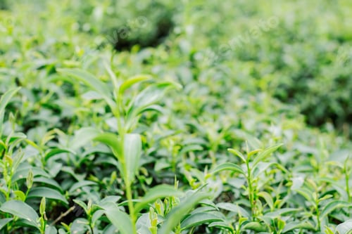 Preview: Lush Green Tea Plants Growing in Rural Field