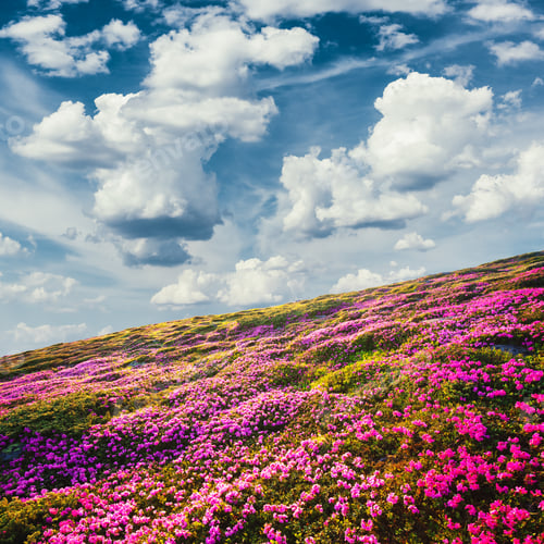 Preview: Summer mountains landscape with rhododendron