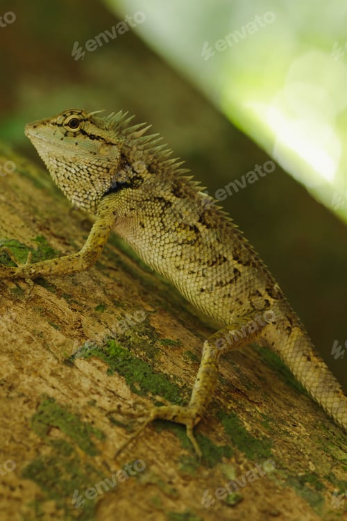 Preview: Yellow lizards on trees