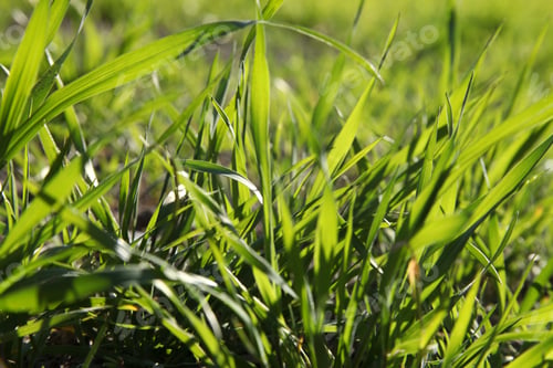Preview: Wheat