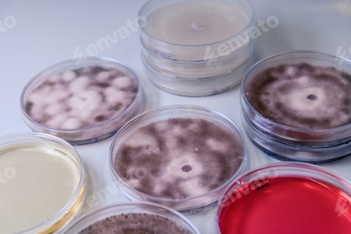 Preview: High angle closeup shot of Petri dishes with different substances for coronavirus testing