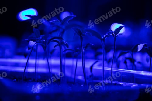 Preview: seedlings in the light of a phytolamp at home on a windowsill.