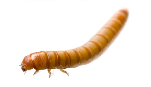 Preview: Larva of Mealworm - Tenebrio molitor