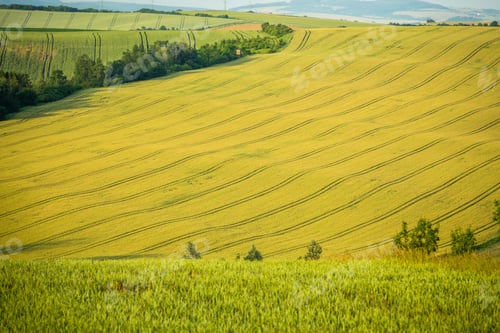 Preview: Agriculture fields with crop and vineyards at summer.