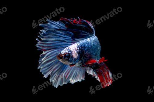 Preview: Colorful with main color of blue red and white betta fish, Siamese fighting fish