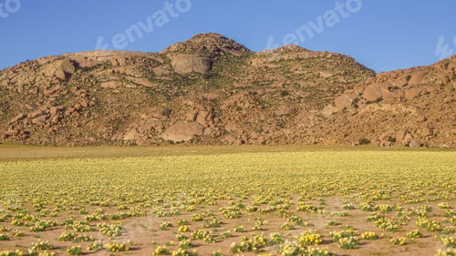 Preview: Namaqualand Spring Landscape