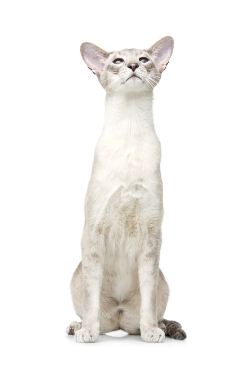 Preview: Beautiful oriental siam cat