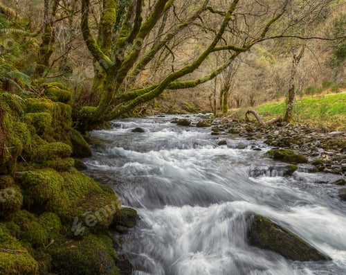 Preview: Old oak trees covered with moss streches over the current of a r
