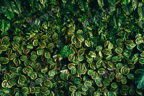 Preview: Close up group of background tropical green leaves texture and abstract background.