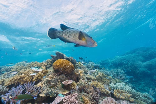 Preview: Cheilinus undulatus, maori wrasse humphead fish in australia