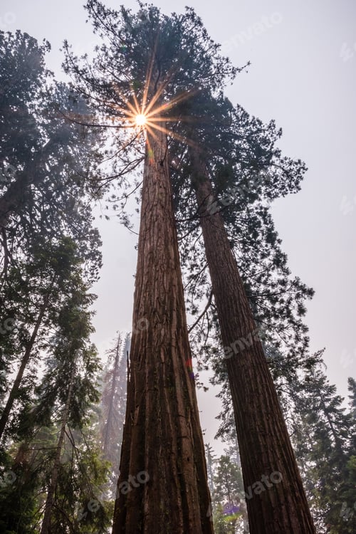 Preview: Giant Sequoia trees surrounded by smoke filled air