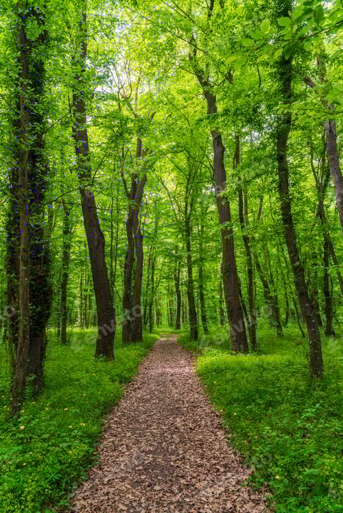 Preview: Path in green spring forest