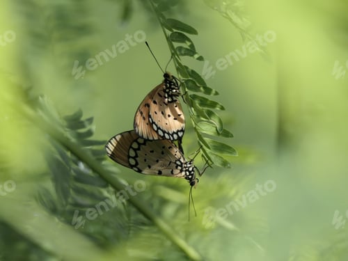 Preview: Butterflies mating on a green leaf in a natural setting