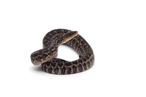 Preview: Cuban tree boa isolated on white background