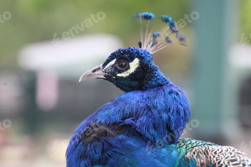 Preview: Peacock
