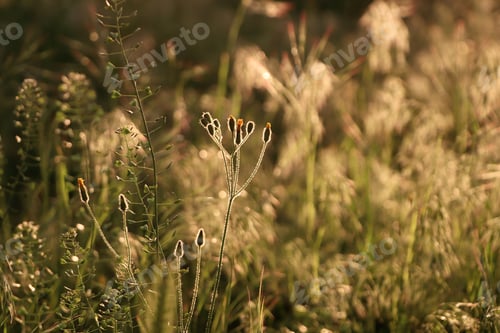 Preview: Beautiful wild flowers growing in spring meadow