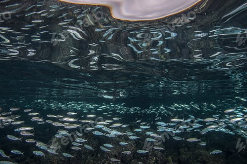 Preview: Galapagos Penguins hunting sardines, Seymour, Galapagos, Ecuador
