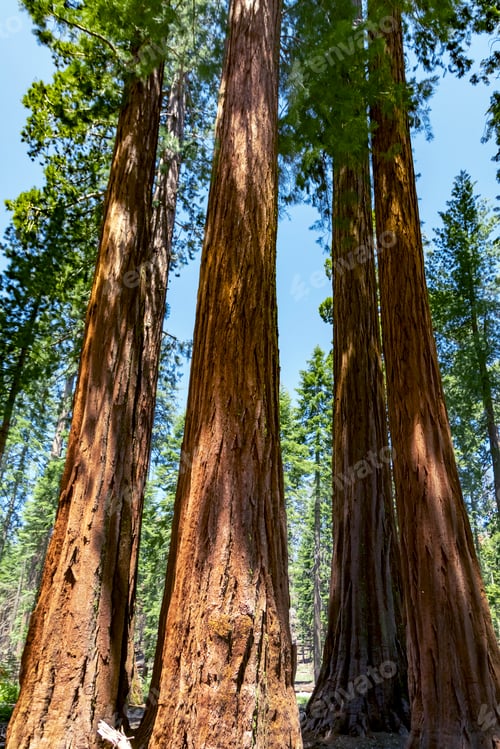 Preview: Giant sequoias
