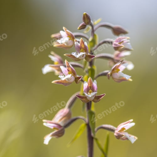 Preview: Marsh helleborine orchid flowers green background