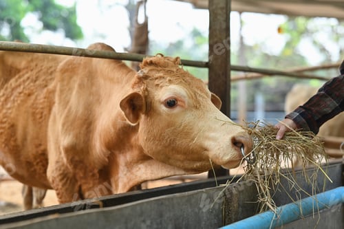 Preview: Close up view of farmer feeding cows with hay on a cattle ranch.