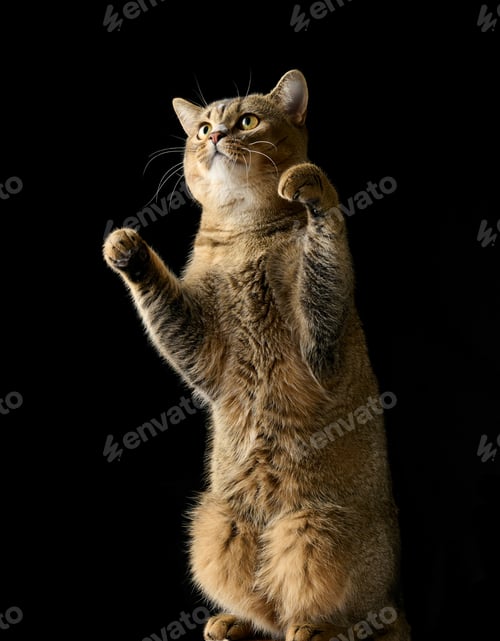 Preview: Adult gray cat Scottish straight chinchilla stands on its hind legs. Black background