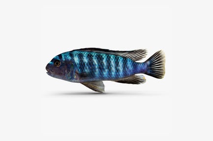Preview: Vibrant Blue Pseudotropheus Elongatus