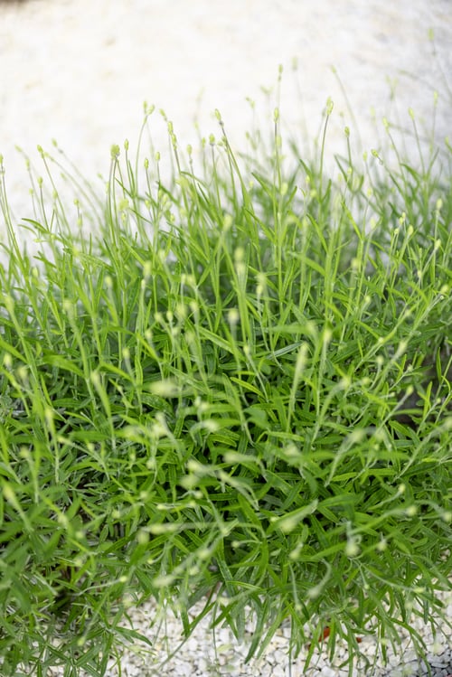 Preview: Lavender bushes growing